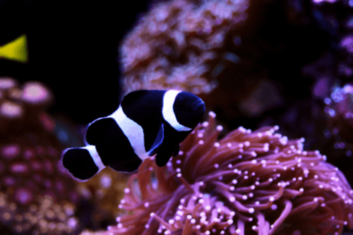 פרקולה שחורה-Black & White Ocellaris Clownfish