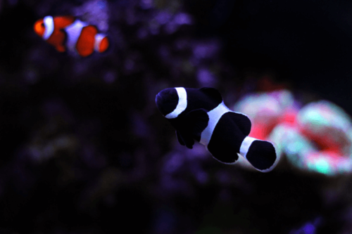 פרקולה שחורה-Black & White Ocellaris Clownfish