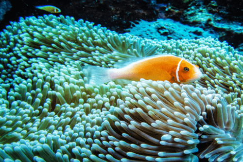שושנון בואש כתום-Orange Skunk Clownfish
