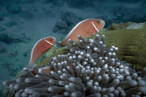 שושנון בואש ורוד-Pink Skunk Clownfish
