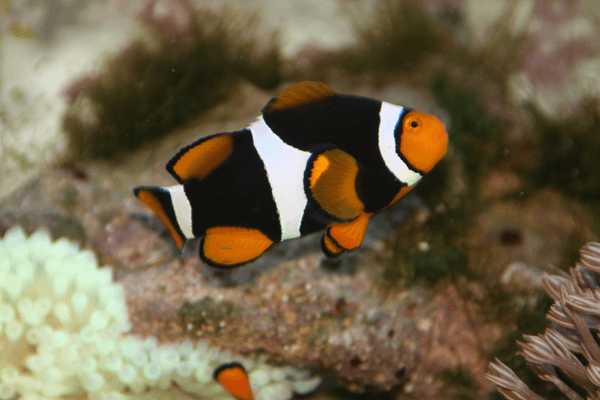 פרקולה אוניקס-Black Onyx True Percula Clownfish