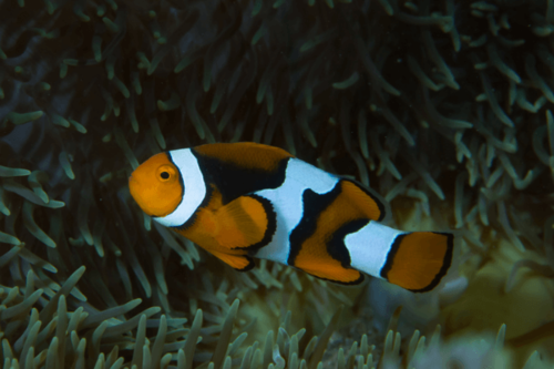פרקולה אוניקס-Black Onyx True Percula Clownfish