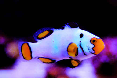 פרקולה פתית שלג-Snowflake Clownfish