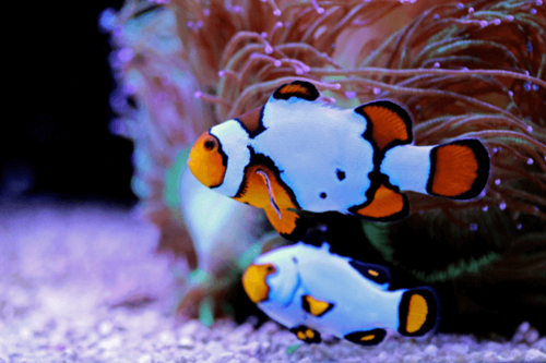 פרקולה פתית שלג-Snowflake Clownfish