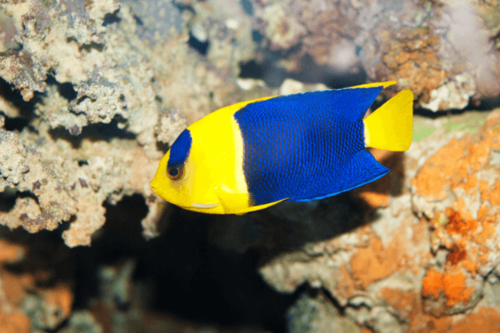 אנג'ל ביקולור-Bicolor angelfish