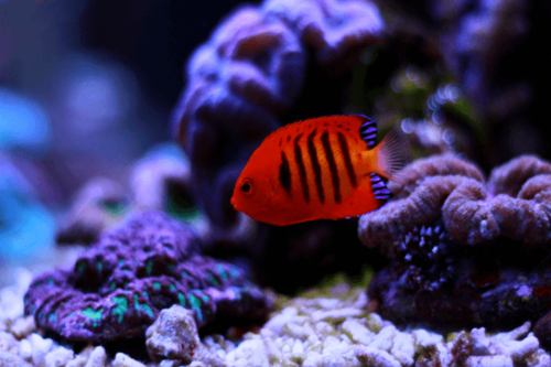 פליים אנג'ל-Flame Angelfish