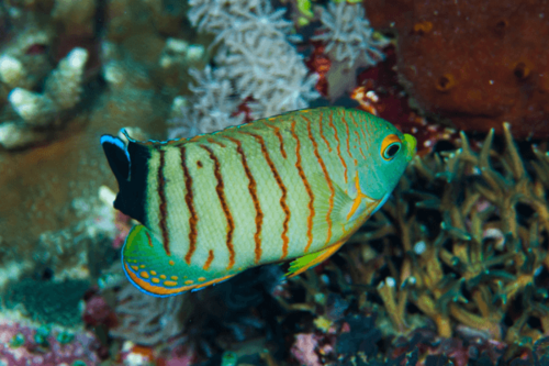 אנג'ל איבלי-Red Stripe Angelfish