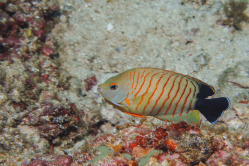 אנג'ל איבלי-Red Stripe Angelfish