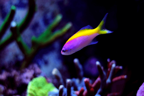 פזית אבנסי-Pseudanthias Evansi