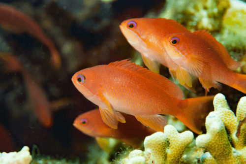 פזית ים סוף-LYRETAIL ANTHIAS 