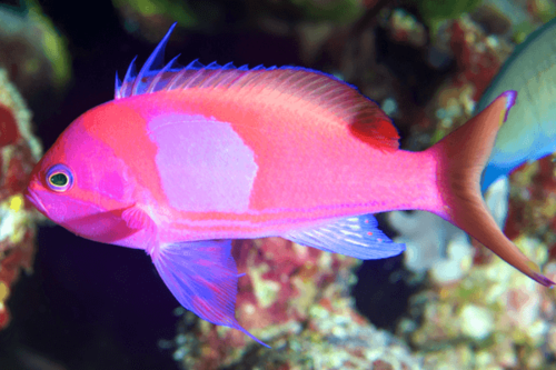 פזית טלויזיה-Pseudanthias Pleurotaenia