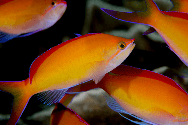 פזית דיספאר-Dispar Anthias