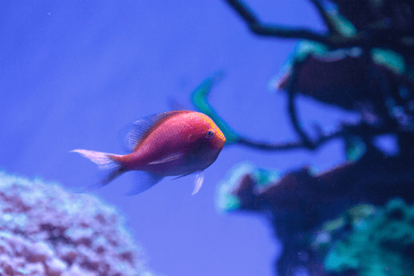 פזית לאטוס-Fathead Sunburst Anthias