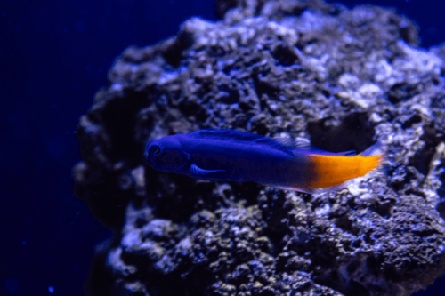 בלני ביקולור-Bicolor Blenny