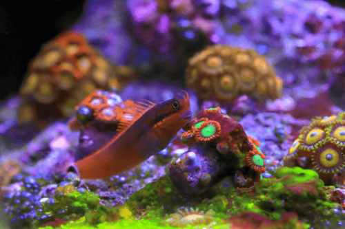 בלני סטיגמטורה-Tail Spot Blenny