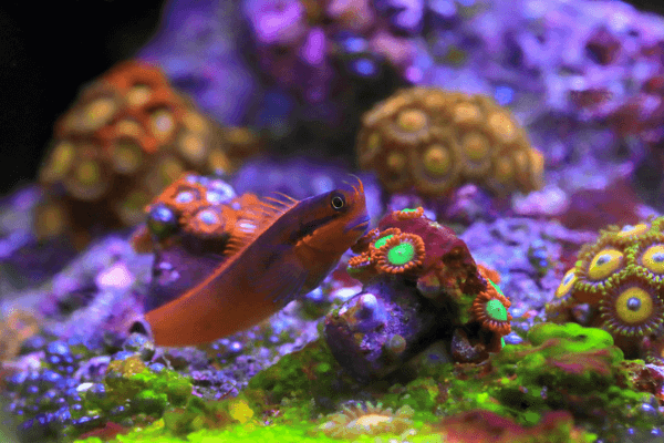 בלני סטיגמטורה-Tail Spot Blenny