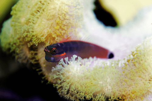 בלני סטיגמטורה-Tail Spot Blenny