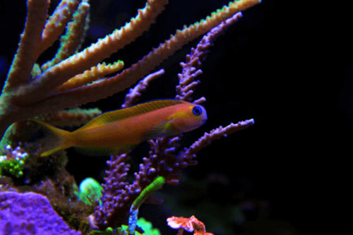 בלני מידאס-Midas Blenny