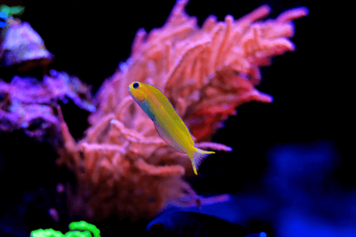 בלני מידאס-Midas Blenny