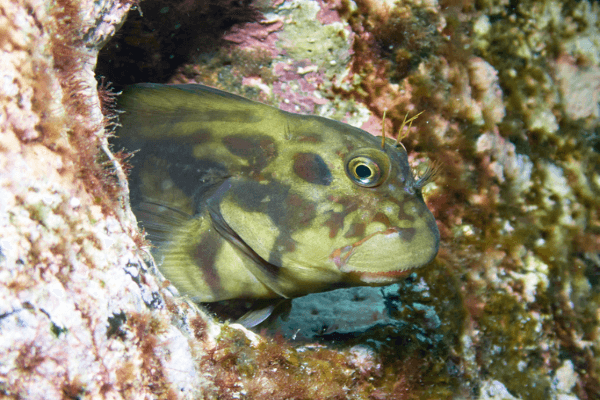 בלני פחם-Black Combtooth Blenny