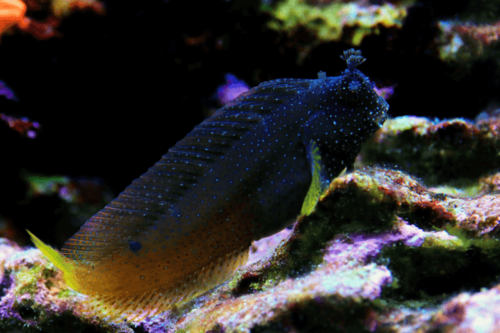 בלני סטארי-Starry Blenny