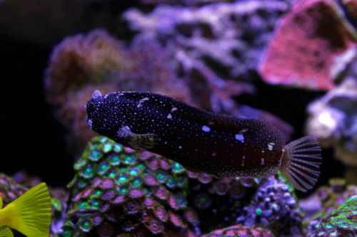 בלני סטארי-Starry Blenny