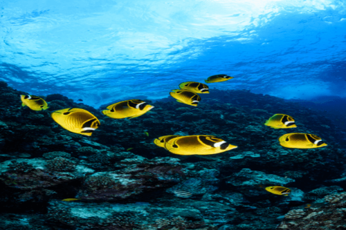 פרפרון רקון-raccoon butterflyfish