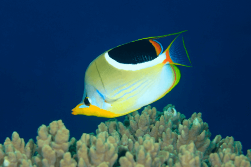 פרפרון אוכף-Saddleback Butterflyfish