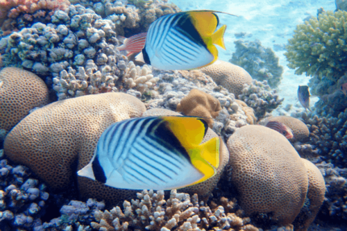 פרפרון אוריגה-Auriga Butterflyfish