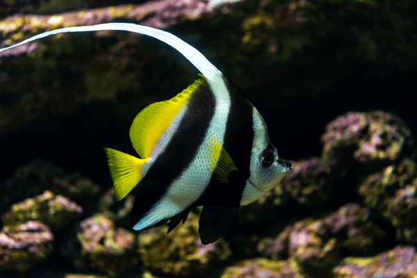 פרפרון אנטנה-Heniochus Black & White Butterflyfish