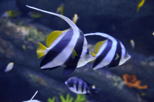 פרפרון אנטנה-Heniochus Black & White Butterflyfish