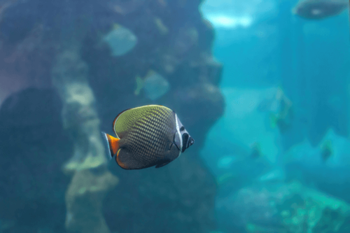 פרפרון פקיסטני-Pakistan Butterflyfish