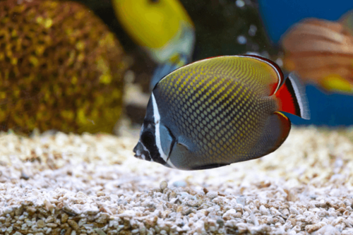 פרפרון פקיסטני-Pakistan Butterflyfish
