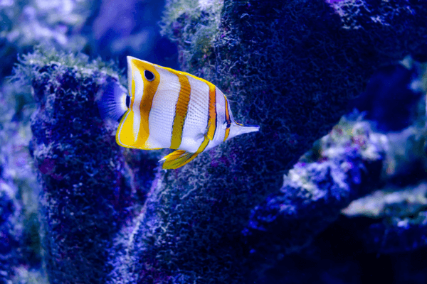 פרפרון קופרבנד-Copperband Butterflyfish