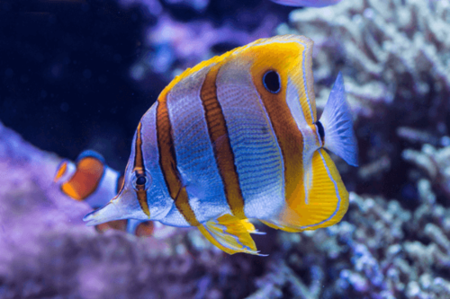 פרפרון קופרבנד-Copperband Butterflyfish