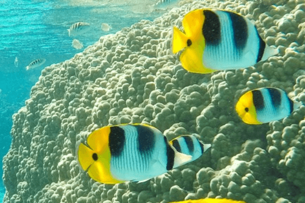 פרפרון פלקולה-Falcula Butterflyfish