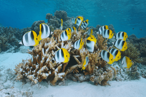 פרפרון פלקולה-Falcula Butterflyfish