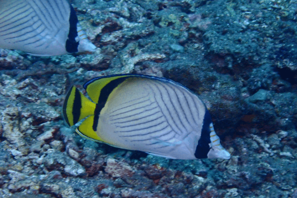 פרפרון וגאבונד-Vagabond Butterflyfish