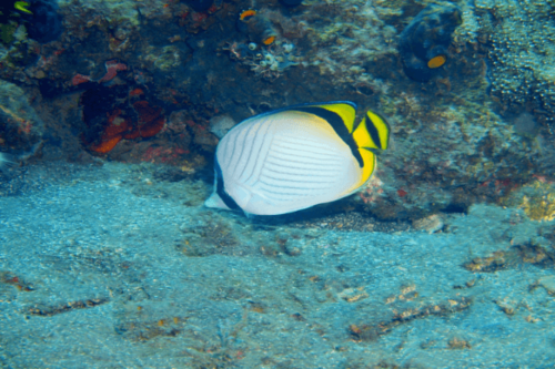 פרפרון וגאבונד-Vagabond Butterflyfish