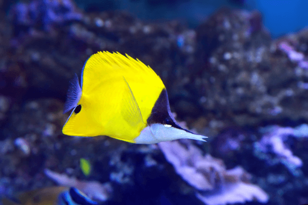 פרפרון אף ארוך-Yellow Longnose Butterflyfish