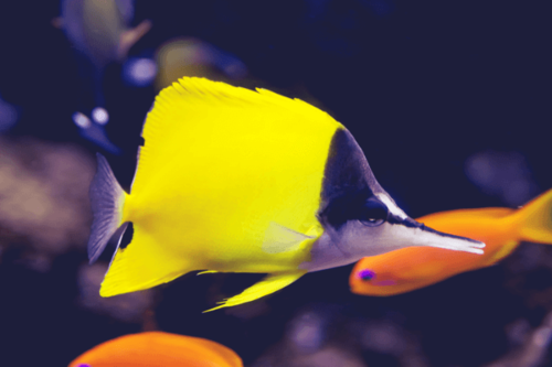 פרפרון אף ארוך-Yellow Longnose Butterflyfish