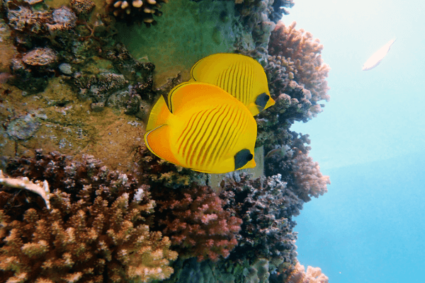 פרפרון לחי אפורה-Golden Semilarvatus Butterflyfish