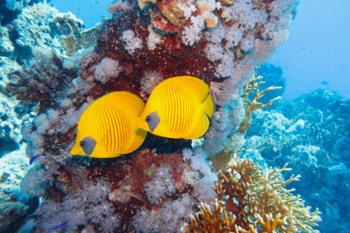 פרפרון לחי אפורה-Golden Semilarvatus Butterflyfish