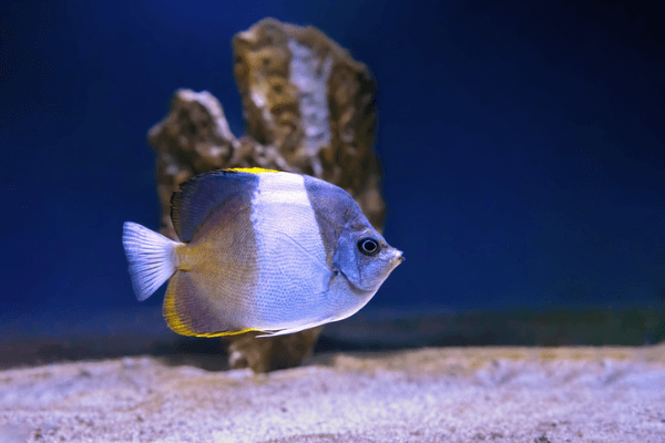 פרפרון זוסטר-Zoster Butterflyfish