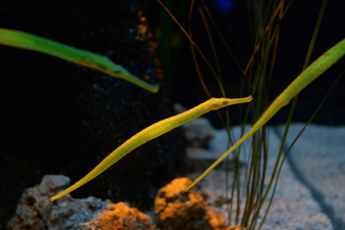 אבובון תנין Alligator Pipefish