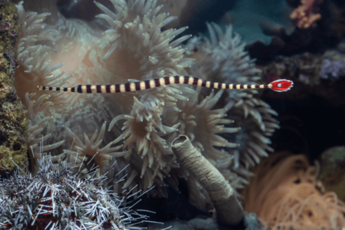אבובון טבעות Banded Pipefish