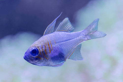 קרדינל עין כחולה-Threadfin Cardinalfish