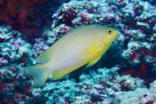 אלמוגית לימון-Lemon Damselfish