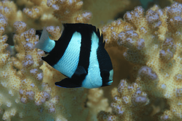 אלמוגית 3 פסים-Three Stripe Damselfish