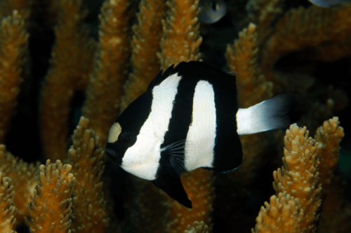 אלמוגית 3 פסים-Three Stripe Damselfish
